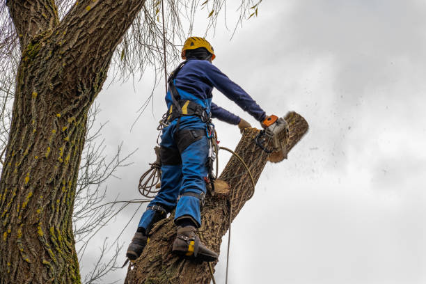 Best Tree Removal Near Me  in USA